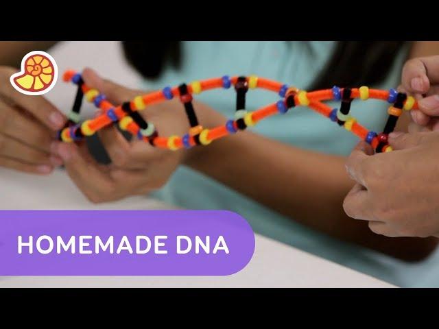 Make Your Own Double Helix DNA Strand | One Stop Science Shop