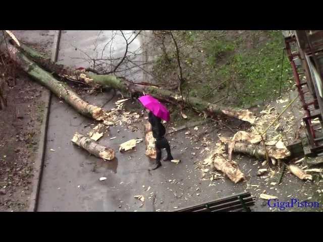 In Russia, a tree fell on the entrance of a residential building