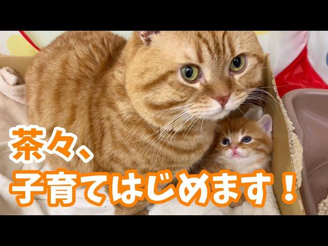 マンチカンの茶々くん遂に子猫のイクメンデビュー！？