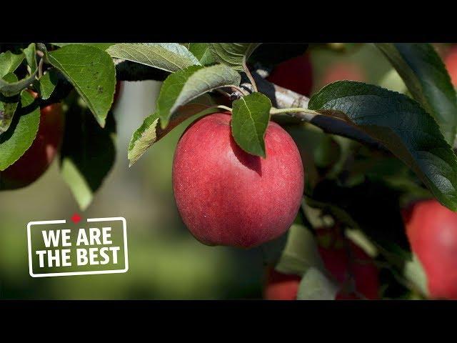 Newcastle, Ont.: the apple capital of Canada | We Are The Best