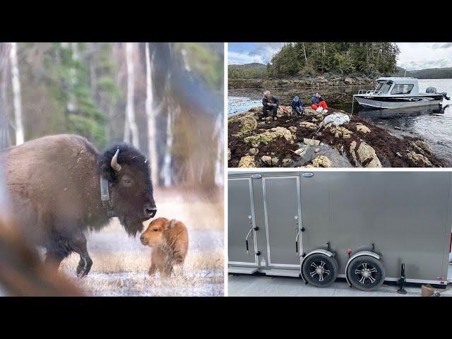 AROUND ALASKA: Wood Bison Release, Black Seaweed Harvest, and New Park Restrooms!
