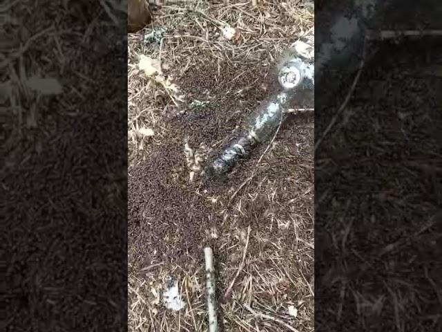 Коньяк и муравьи