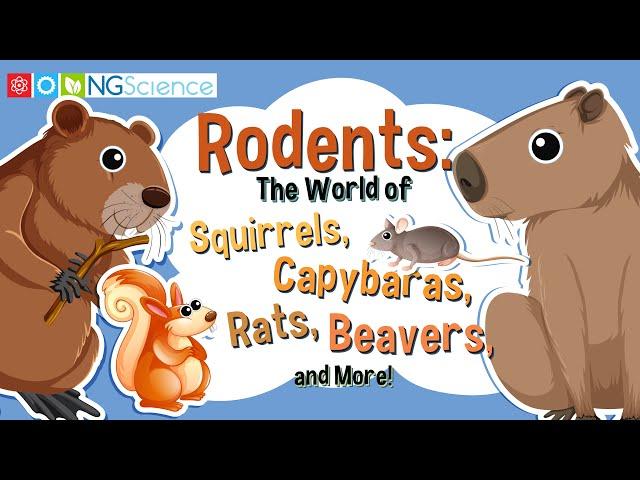 Rodents:The World of Squirrels, Capybaras, Rats, Beavers, and More!