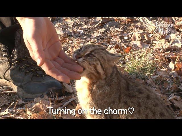 Cute Leopard Cat Needs To Return To The Wild | Kritter Klub