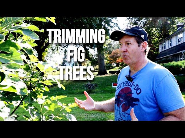 Trimming Fig Trees: How Much, Do's & Don'ts