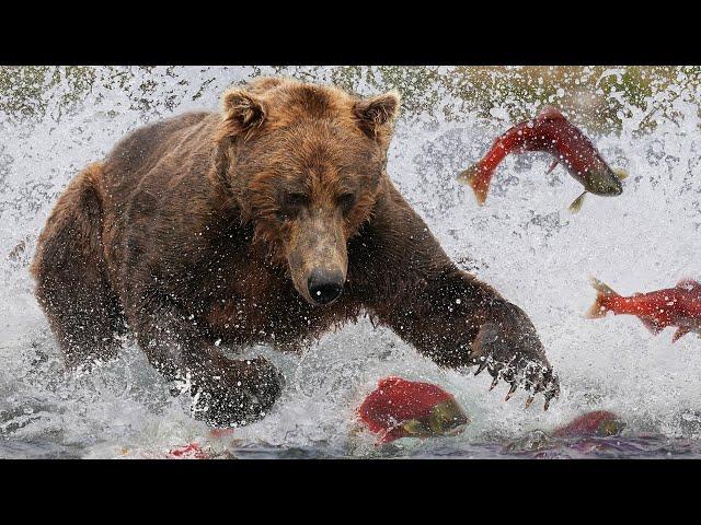 Grizzly Bears: The Drama of the Alaskan Salmon Run | Alaska   | Wild Travel | Robert E Fuller