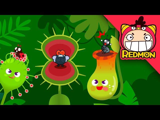 Insect Eating Plant Song | Animal songs | Nursery Rhymes | REDMON