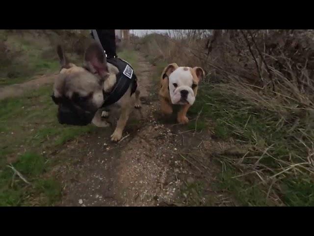 Ollie, our English Bulldog, first time outside walking