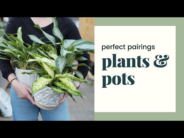 Perfect Pairings: Plants & Pots