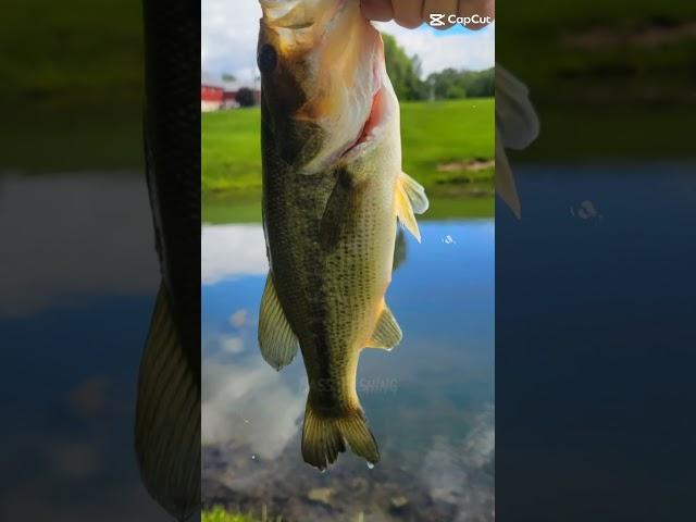 I love Bassisi #fish #fishing