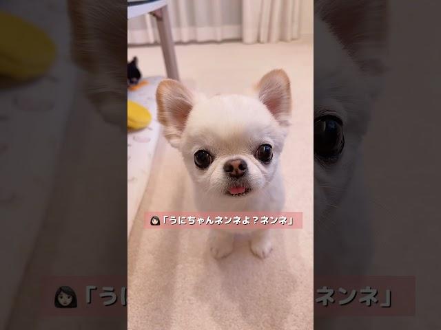 人間の言葉をめっちゃ理解してる犬うにちゃん‍️ #チワワ #アフレコ #アテレコ #癒し #ほのぼの