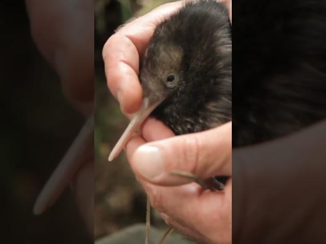 5 MORE Kiwi Bird FACTS  #shorts