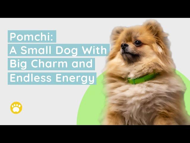 Discover the Adorable Pomchi ( Pomeranian Chihuahua Mix) History, Size and Appearance, Temperament