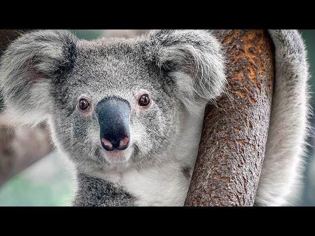 Koalas are not that cute