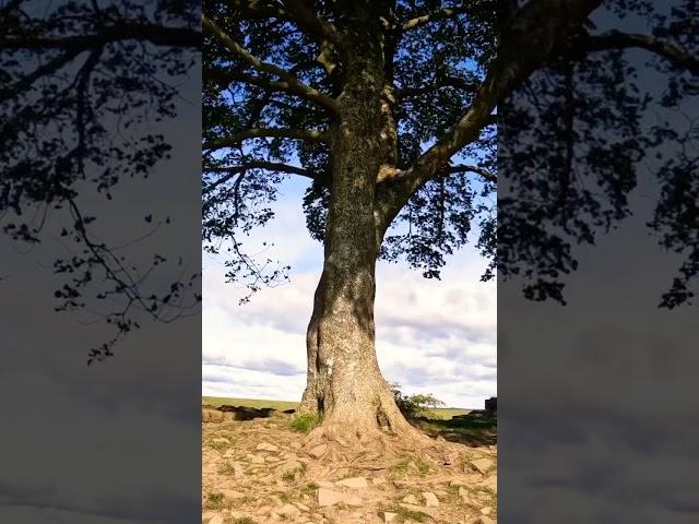 Sycamore Tree & Hadrian’s Wall: A Short Walk to the Sycamore Gap in the Northumberland National Park