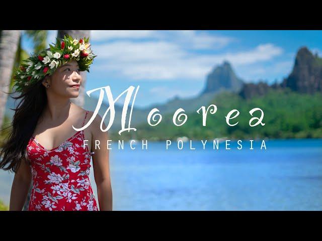 EXPLORE MOOREA ISLAND - Snorkeling, Sharks, Whales and Dogs?