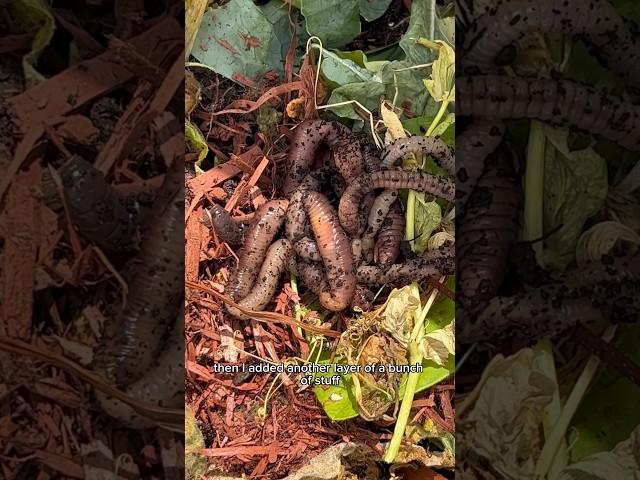 How To Build Your Own Worm Farm (composting poop for the garden)