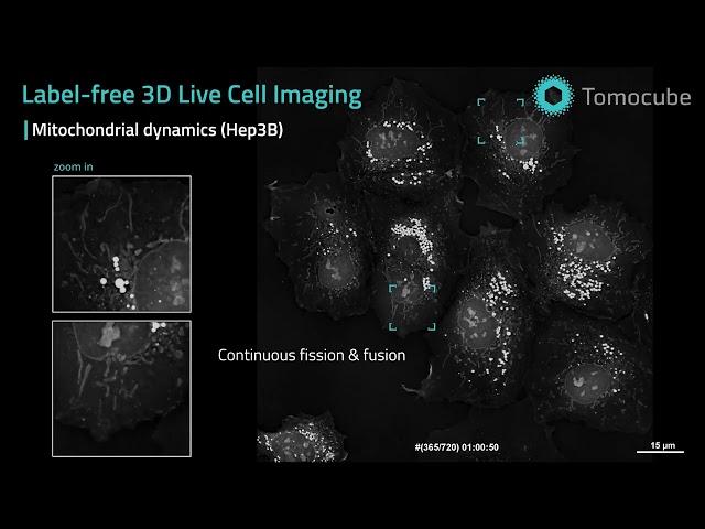 Mitochondrial dynamics - Label-free 3D Live Cell Imaging