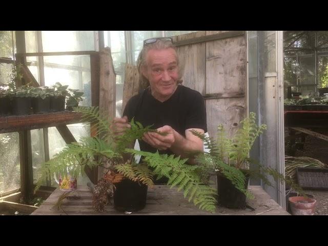 How to tidy up your ferns @stinkyditchnursery750 May ‘21