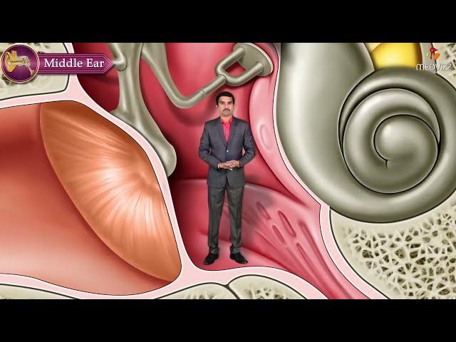 Gross Anatomy of the Middle Ear - Boundaries ,Contents and Functions ( Animation )