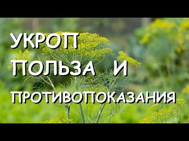 Укроп. Польза и вред для здоровья.