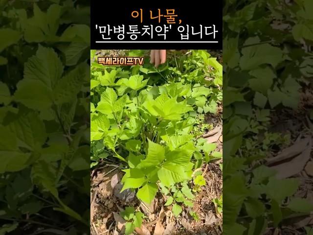 이 나물 하나면 병원 갈 일 없습니다｜#시니어건강