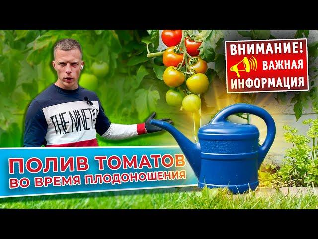 Полив томатов во время плодоношения - это ВАЖНО