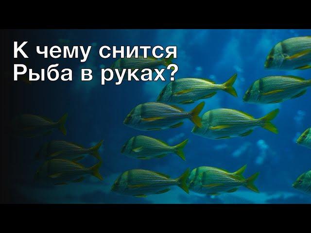 К чему снится рыба в руках? Толкование сна и его значение по сонникам Фрейда и Хассе