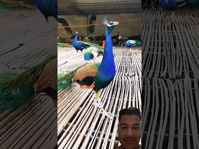 So many peacock in one frame #peacock #birds #birdsounds #animals #zoo #funny #animallife