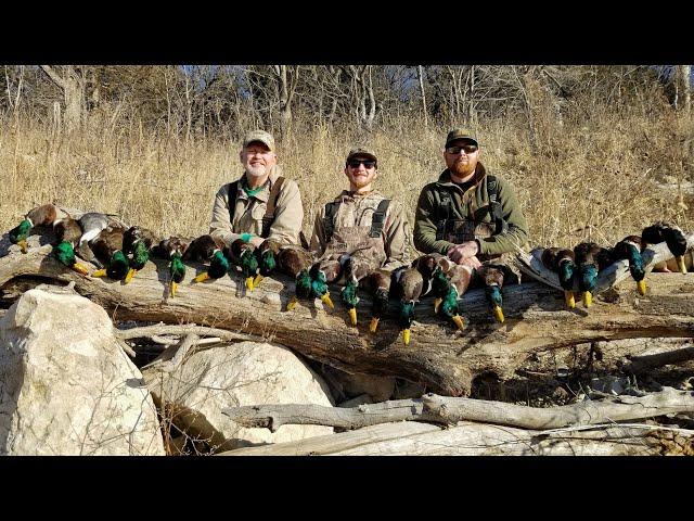 WALK-IN Public Land Mallards!! (Limited Out) | Duck Hunting 2022