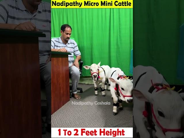 Micro mini cows  1 To 2 feet height  #youtube #viral #reels #miniature #trend #youtube #instagram