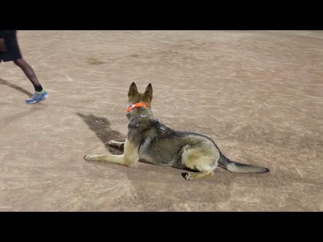 Chris Sykes Working K9s