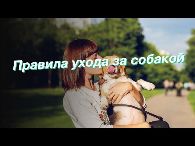 Правила ухода за собакой