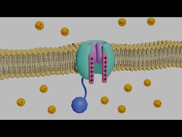 Voltage-Gated Sodium Channels in Neurons