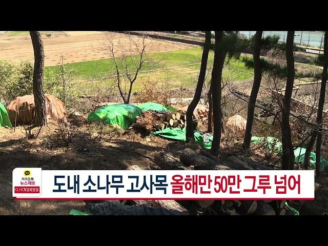 도내 소나무 고사목 올해만 50만 그루 넘어 | HCN 경북방송