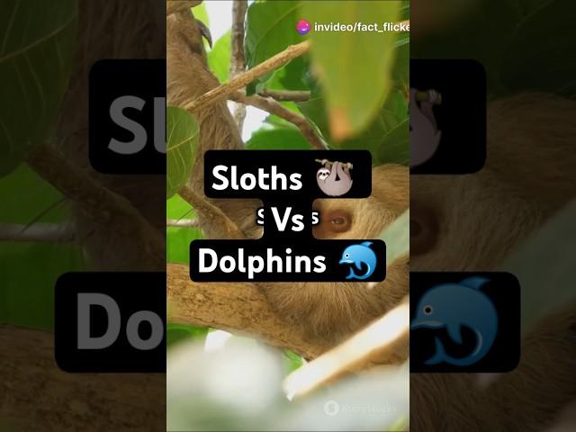 Fact Of Slothsvs Dolphins! Who will win?! #facts #funfacts #trivia #dolphin #sea #sloth #animals