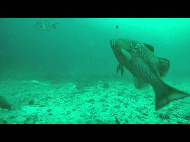 Tampa Bay Fishing - Underwater Footage of a Red Grouper Getting Caught