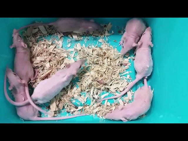 Pet Expo awesome new baby hairless rats 10/20/17