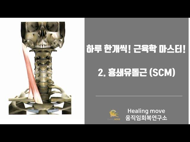 하루한개씩 근육학 마스터하기 #2.흉쇄유돌근(SCM)