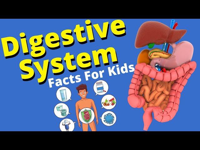 Digestive System For Kids | Human Digestive System