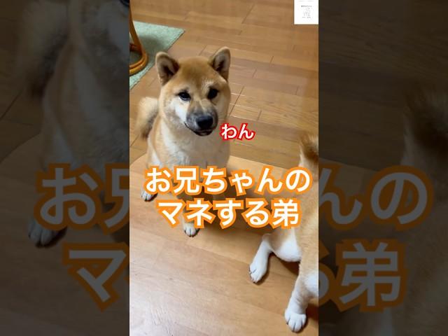 母ちゃん爆笑‼️ 兄そっくりに吠える弟#柴犬 #犬　#かわいい犬 #おもしろ #犬のいる暮らし