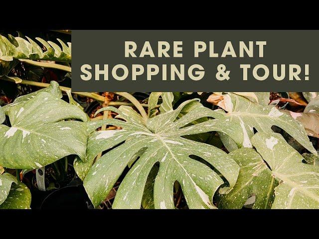 Rare Plant Shopping and Nursery Tour! | Tonkadale Greenhouse in Minnetonka, MN