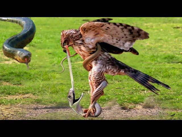 The tragic end of the King Cobra after eating all the Eagle eggs - Leopard vs Monkey, Eagle vs Snake