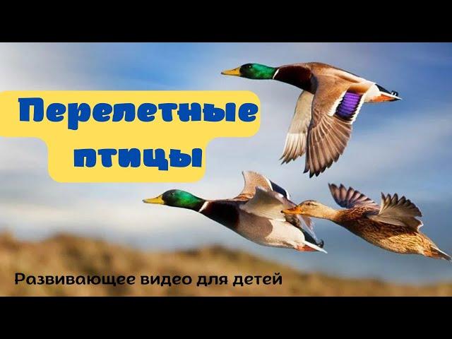 ПЕРЕЛЕТНЫЕ ПТИЦЫ. Детям про птиц. Учим птиц для детей. Какие перелётные птицы прилетают весной?