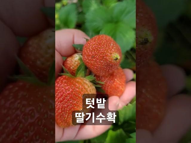 #텃밭 #딸기수확