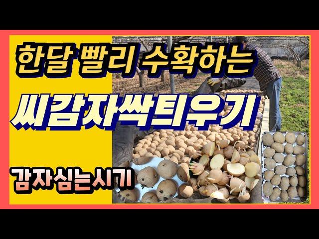 감자 한달빨리수확하는 싹틔우기