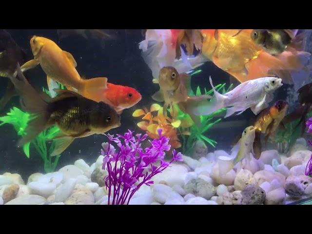 Fish Aquarium Compilation#0259, Beautiful Fish Aquarium Everyday