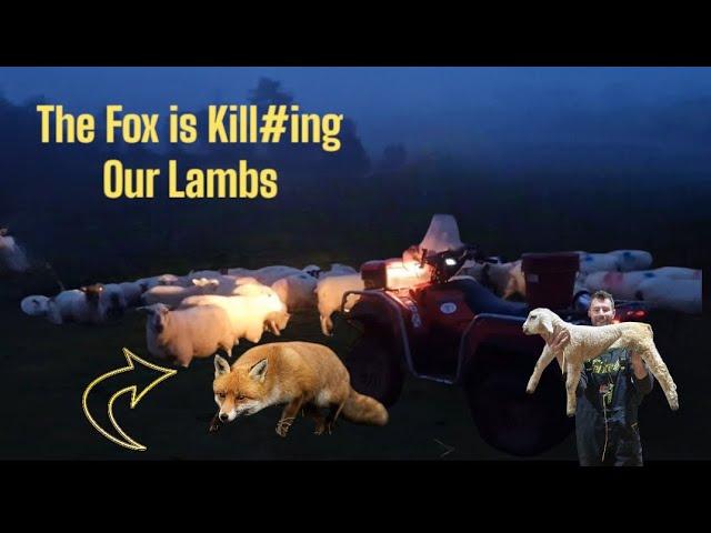 The Fox is causing WRECK #sheep #farm #farming #UK #irish #Ireland #tractors #dogs