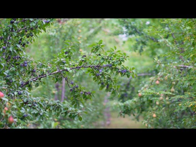 Building YOUR Permaculture Orchard