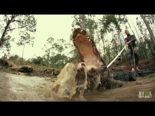 Paul Saves One Angry 11-Foot Gator | Gator Boys